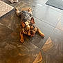 Taz is registered to the contest to win money with this photo: animal, black, brown, companion, cute, dog, dog_toy, door, french_bulldog, home, indoor, looking_up, mat, paw_prints, pet, pet_accessory, pet_bed, relaxed, tile_floor, white