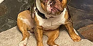 Taz is registered to the contest to win money with this photo: animal, black, brown, canine, companion, curious, cute, dog, domestic, ears, floor, french_bulldog, indoor, pet, puppy, rug, sitting, tile_floor, water_dispenser, white