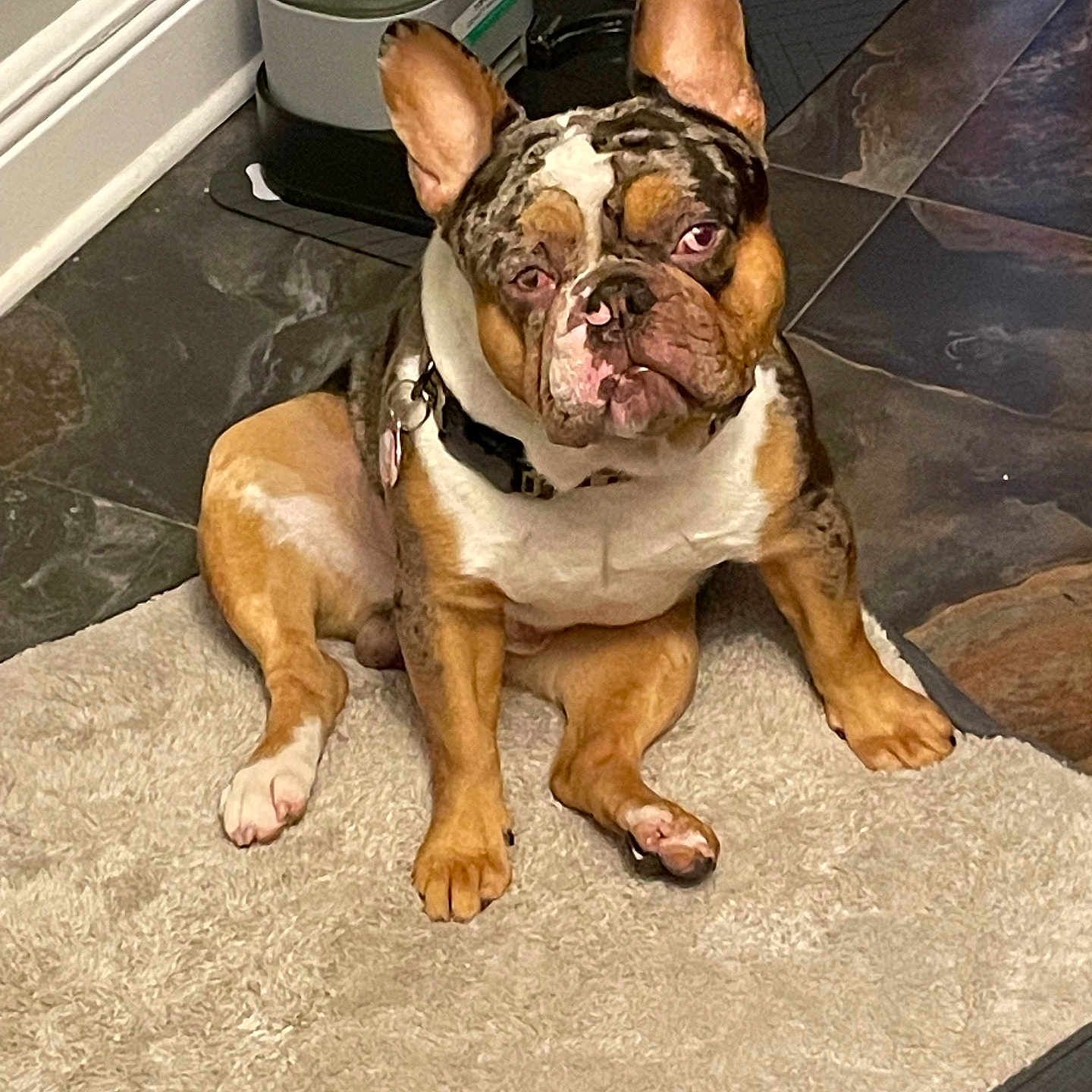 Taz is registered to the contest to win money with this photo: animal, black, brown, canine, companion, curious, cute, dog, domestic, ears, floor, french_bulldog, indoor, pet, puppy, rug, sitting, tile_floor, water_dispenser, white