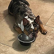 Taz joined the competition — help win amazing prizes! animal, black, brown, canine, companion, cute, dog, ears, empty_bowl, face, floor, french_bulldog, indoor, laying_down, paw, pet, resting, tile_floor, water_bowl, white