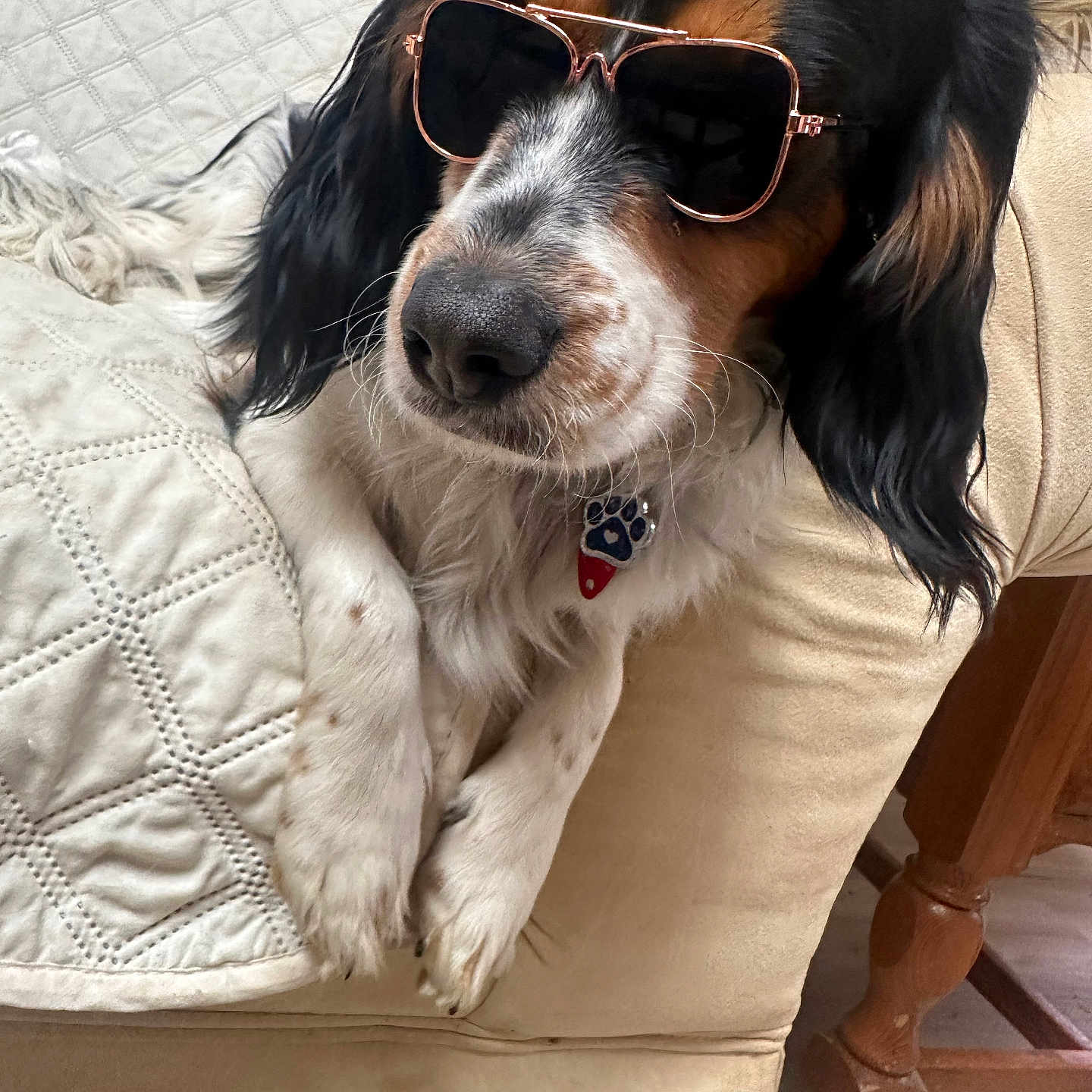 Oliver joined the competition — help win amazing prizes! animal, black, brown, collar, comfort, couch, dog, ears, fur, home, indoor, nose, paw_print, pet, portrait, quilted_blanket, relaxing, sunglasses, white, wooden_furniture