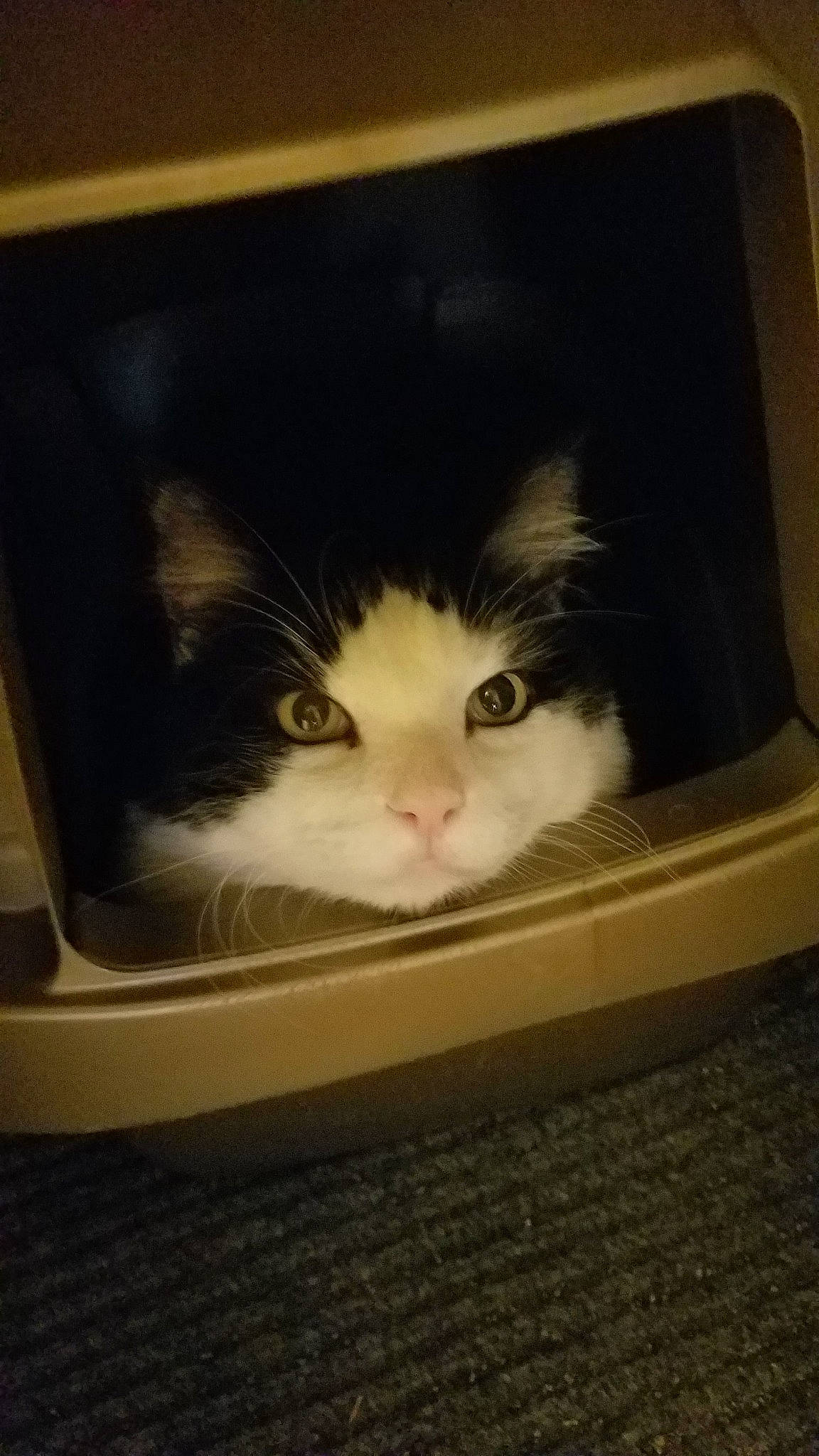 Hoover joined the competition — help win amazing prizes! carnivore, cat, cat_supply, domestic_long_haired_cat, fawn, felidae, kitten, litter_box, small_to_medium_sized_cats, whiskers