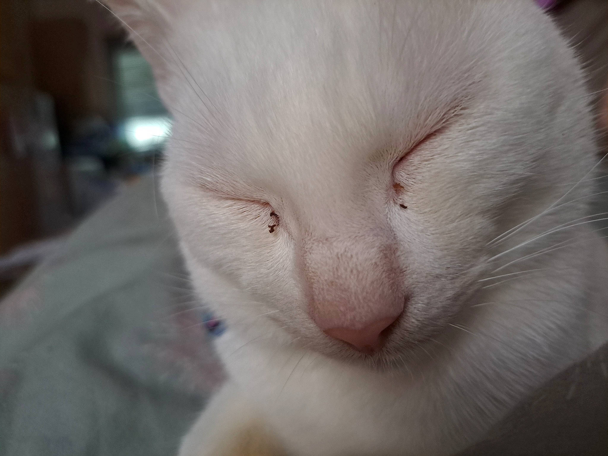 Clive joined the competition — help win amazing prizes! carnivore, cat, claw, comfort, domestic_short_haired_cat, felidae, fur, nap, paw, small_to_medium_sized_cats, tail, terrestrial_animal, whiskers