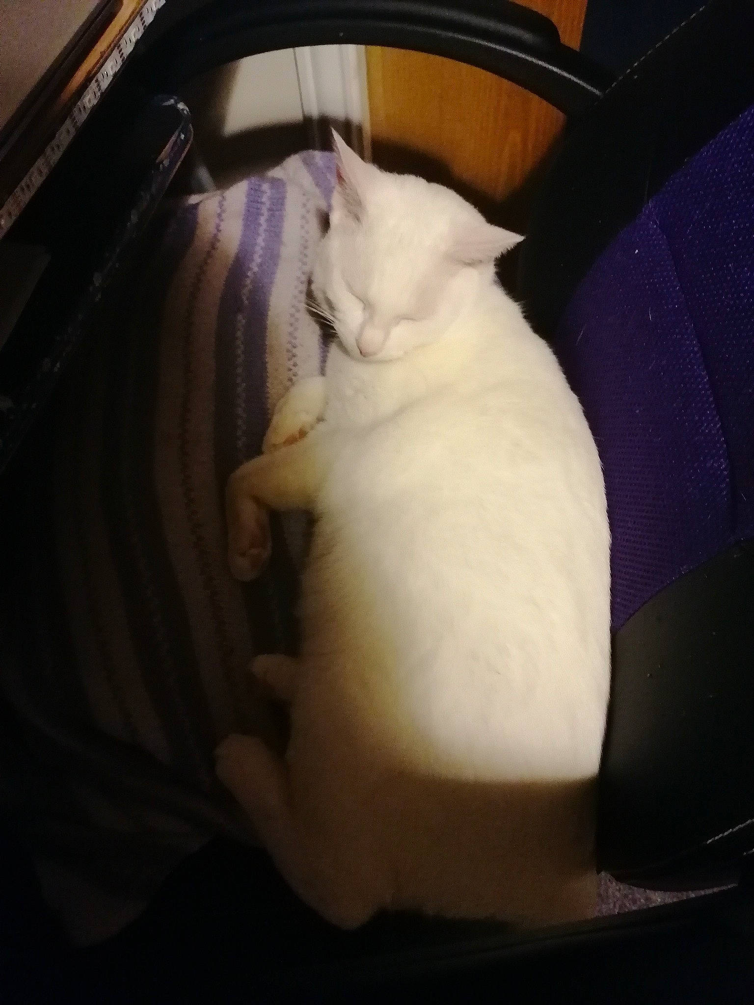 Clive is registered to the contest to win money with this photo: canidae, carnivore, cat, comfort, companion_dog, darkness, dog_breed, domestic_short_haired_cat, felidae, fur, nap, room, sleep, small_to_medium_sized_cats, snout, sporting_group, tail, tints_and_shades, whiskers, wood