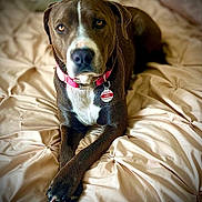 Maya joined the competition — help win amazing prizes! dog, pet, brown_dog, white_chest, collar, bed, blanket, indoor, lying_down, crossed_paws, canine, animal, fur, nail, closeup, portrait, cute, domestic_animal, relaxed, soft_lighting