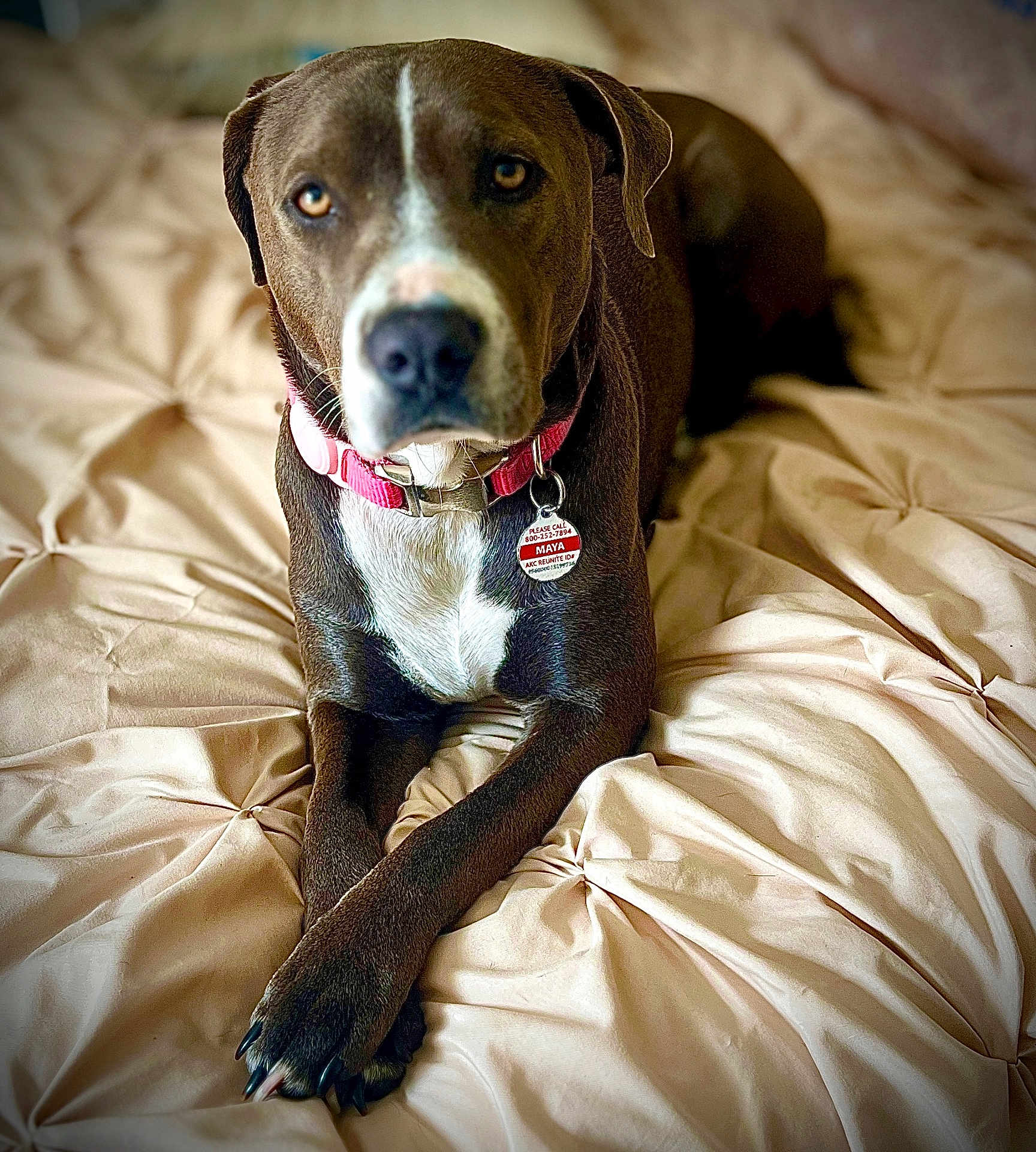 Maya