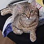 cat, tabby_cat, chair, towel, indoor, pet, feline, resting, fur, animal, wood_floor, domestic_animal, relaxed, seated, striped, whiskers, ears, green_eyes, cozy, household