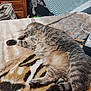 cat, tabby_cat, sleeping, bed, blanket, furniture, dorm_room, domestic_animal, pet, fur, resting, cozy, indoor, striped, paw, tail, wooden_furniture, clothes, foam_pad, relaxation
