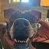 dog, canine, sunglasses, smiling, teeth, nose, close_up, portrait, pet, animal, indoor, window, lamp, furniture, couch, person, hand, brown_fur, black_fur, funny