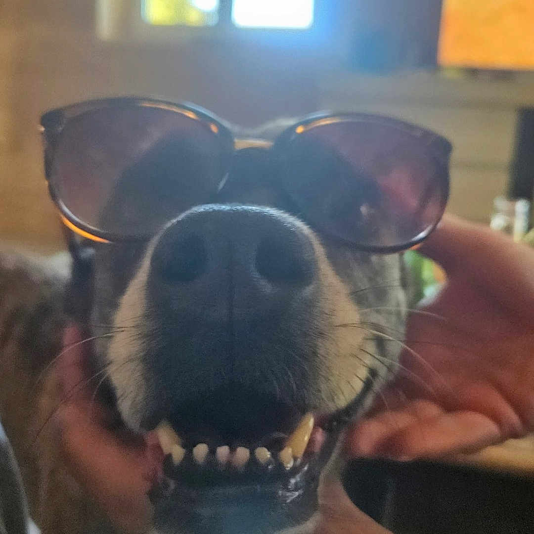 Nala participe au concours pour gagner de l'argent avec cette photo : dog, canine, sunglasses, smiling, teeth, nose, close_up, portrait, pet, animal, indoor, window, lamp, furniture, couch, person, hand, brown_fur, black_fur, funny