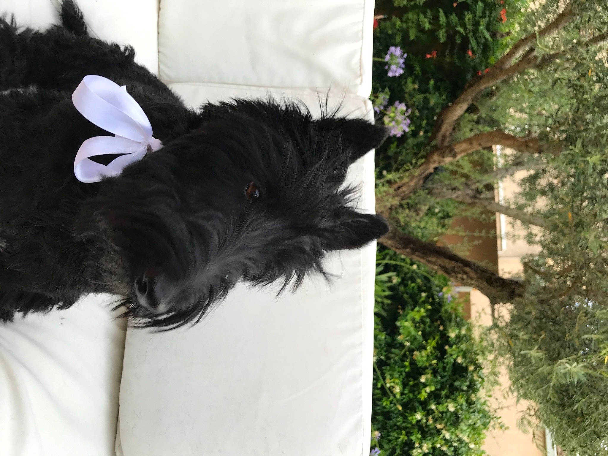 Ollie a rejoint le concours — aidez-le/la à gagner de superbes lots ! canidae, carnivore, collar, companion_dog, dog, dog_breed, dog_collar, dog_supply, fashion_accessory, fur, grass, liver, pet_supply, plant, snout, sporting_group, tail, toy_dog, tree, working_animal