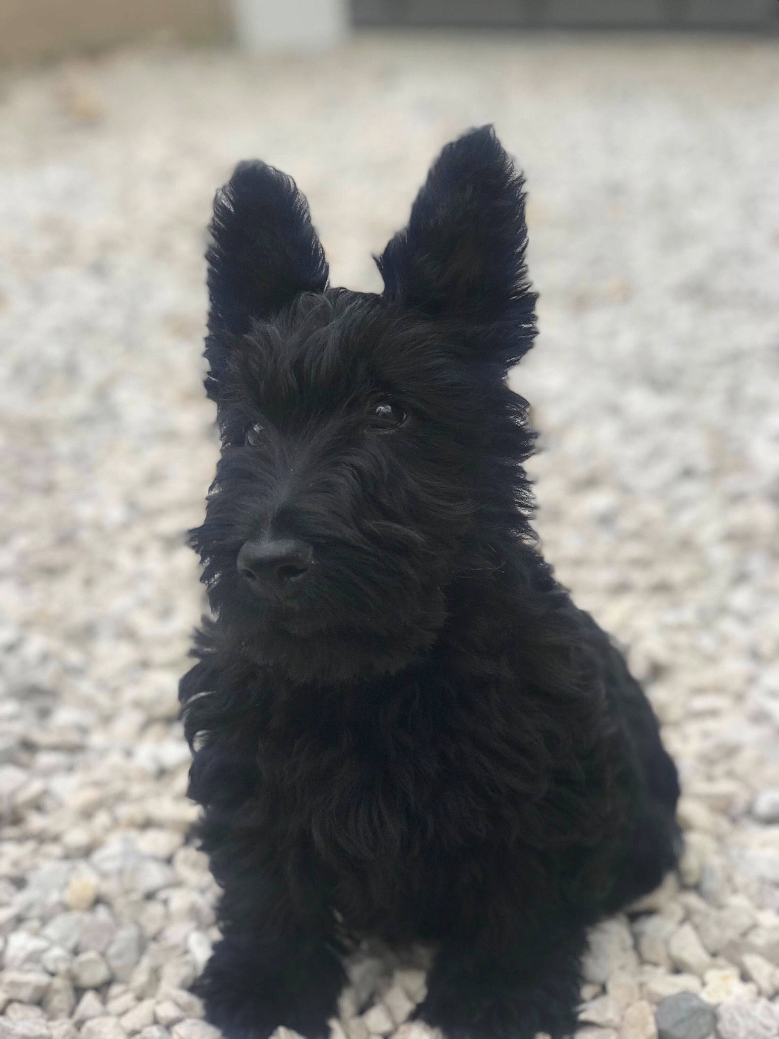 Ollie participe au concours pour gagner de l'argent avec cette photo : carnivore, companion_dog, dog, dog_breed, dog_supply, fur, non_sporting_group, pet_supply, scottish_terrier, small_terrier, snout, sporting_group, terrestrial_animal, terrier, water_dog, working_animal, working_dog