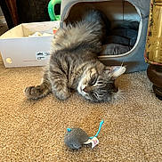 Ivy is registered to the contest to win money with this photo: animal, carpet, cat, cat_bed, cozy, cute, domestic_cat, floor, furniture, gray_cat, home, indoor, pet, relaxed, resting, sleeping, small_toy, soft_texture, tabby_cat, toy_mouse