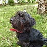 Fanou participe au concours pour gagner de l'argent avec cette photo : affenpinscher, bolonka, briard, canidae, cao_da_serra_de_aires, carnivore, catalan_sheepdog, dog, dog_breed, mammal, miniature_schnauzer, rare_breed_dog, schapendoes, schnauzer, schnoodle, sporting_group, terrier, tibetan_terrier, vertebrate, wirehaired_pointing_griffon