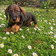 Albert participe au concours pour gagner de l'argent avec cette photo : animal, black, brown, cute, daisies, dog, flowers, fur, garden, grass, greenery, nature, outdoor, pet, playful, portrait, puppy, small_dog, spring, young_dog
