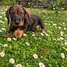 animal, black, brown, cute, daisies, dog, flowers, fur, garden, grass, greenery, nature, outdoor, pet, playful, portrait, puppy, small_dog, spring, young_dog