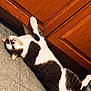 cat, feline, tabby, white_and_brown, pet, indoor, wood_cabinet, linoleum_floor, tiles, paw, whiskers, stretched, lying_down, curious, relaxed, portrait, floor, domestic_animal, home_interior, clawing