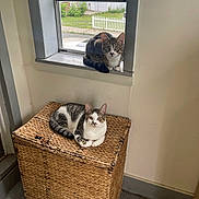 Roman is registered to the contest to win money with this photo: cat, tabby_cat, white_cat, windowsill, window, wicker_basket, basket, indoor, tile_floor, house, fence, porch, pet, pair, sitting, loafing, looking_at_camera, curious, cozy, natural_light