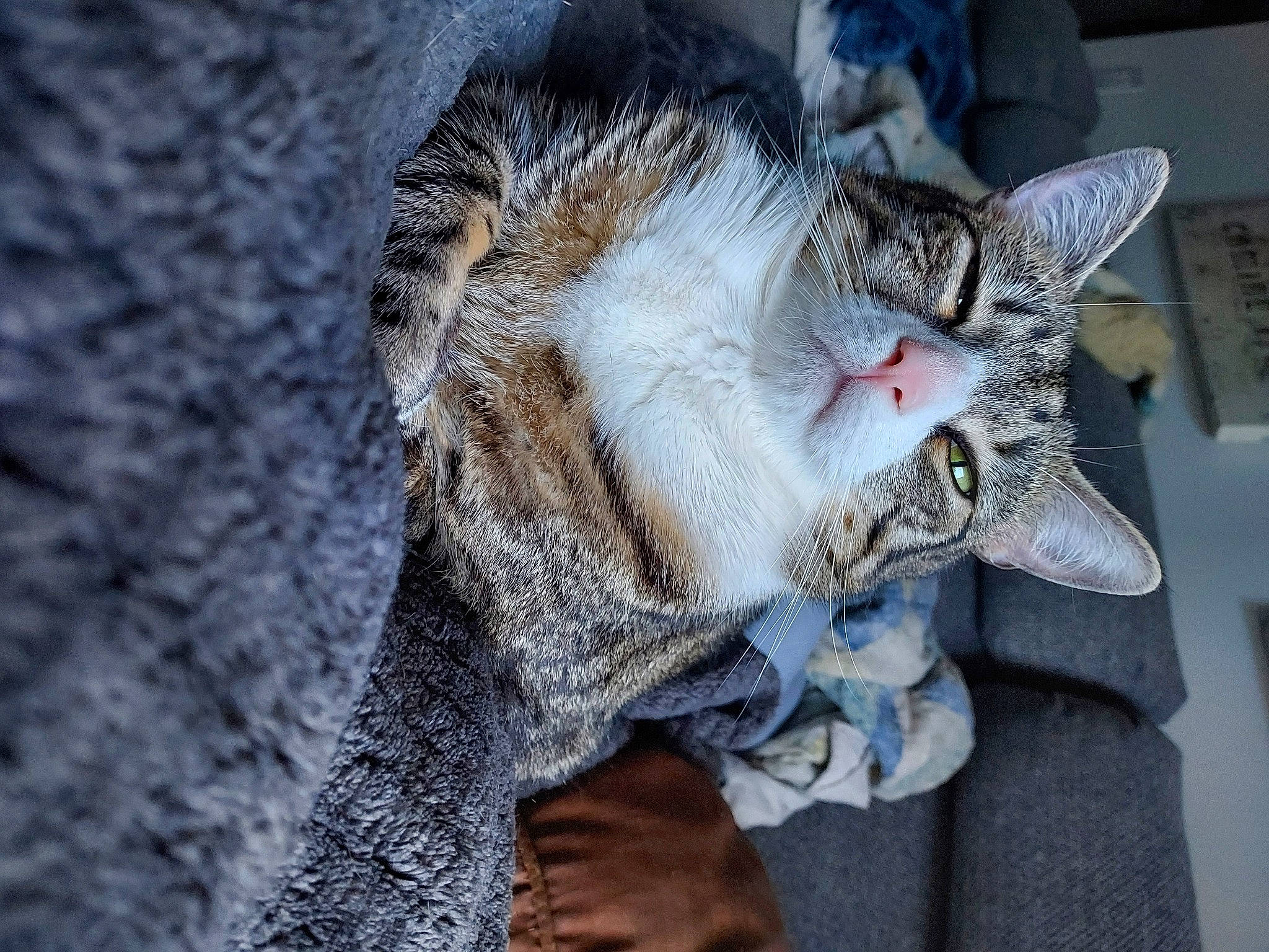 Gray is registered to the contest to win money with this photo: carnivore, cat, claw, domestic_short_haired_cat, ear, felidae, fur, grey, paw, sleep, small_to_medium_sized_cats, snout, tail, tree, whiskers, window