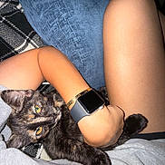 Roami joined the competition — help win amazing prizes! cat, tortoiseshell_cat, pet, animal, arm, watch, bracelet, leg, pillow, blanket, plaid, human, skin, comfort, indoor, closeup, resting, cute, relaxation, casual_clothing