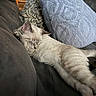 Jasper is registered to the contest to win money with this photo: cat, sleeping, couch, pillow, indoor, cozy, resting, feline, pet, fur, comfortable, relaxation, domestic, animal, home, soft, cute, nap, quiet, peaceful