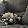 Jasper joined the competition — help win amazing prizes! cat, sleeping, blanket, skull_pattern, couch, gray, indoor, pet, cozy, fur, animal, resting, relaxing, feline, home, soft, comfort, ears, whiskers, cute