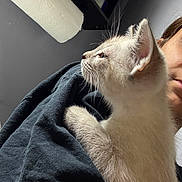 Jasper joined the competition — help win amazing prizes! kitten, cat, pet, animal, fur, close_up, person, shoulder, indoor, curious, young_animal, domestic, cozy, face, whiskers, ears, black_shirt, paper_towel, home, casual