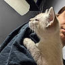 kitten, cat, pet, animal, fur, close_up, person, shoulder, indoor, curious, young_animal, domestic, cozy, face, whiskers, ears, black_shirt, paper_towel, home, casual