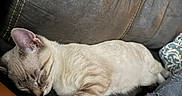 Jasper is registered to the contest to win money with this photo: cat, sleeping, couch, leather, arm, pillow, feline, indoor, cozy, rest, pet, animal, cream_colored, striped, relaxed, home, comfort, nap, close_up, domestic