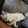 cat, sleeping, couch, leather, arm, pillow, feline, indoor, cozy, rest, pet, animal, cream_colored, striped, relaxed, home, comfort, nap, close_up, domestic