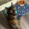 Monkey is registered to the contest to win money with this photo: cat, tortoiseshell, pet, food_bowl, kibble, mat, floor, curious, looking_up, indoor, wooden_floor, brown, black, orange, ears, animal, cute, domestic, mammal, playful