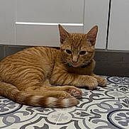 Fran joined the competition — help win amazing prizes! cat, ginger_cat, tabby, pet, indoor, floor, tile_floor, patterned_floor, white_cabinet, kitchen, animal, feline, resting, lying_down, fur, whiskers, ears, tail, collar, domestic_cat