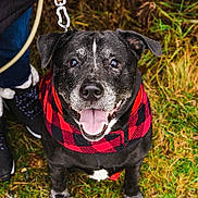Gizmo joined the competition — help win amazing prizes! dog, black_dog, plaid_bandana, leash, grass, outdoor, happy, pet, animal, canine, walking, person_hand, fall_leaves, nature, tongue_out, close_up, paw, fur, smiling, companion