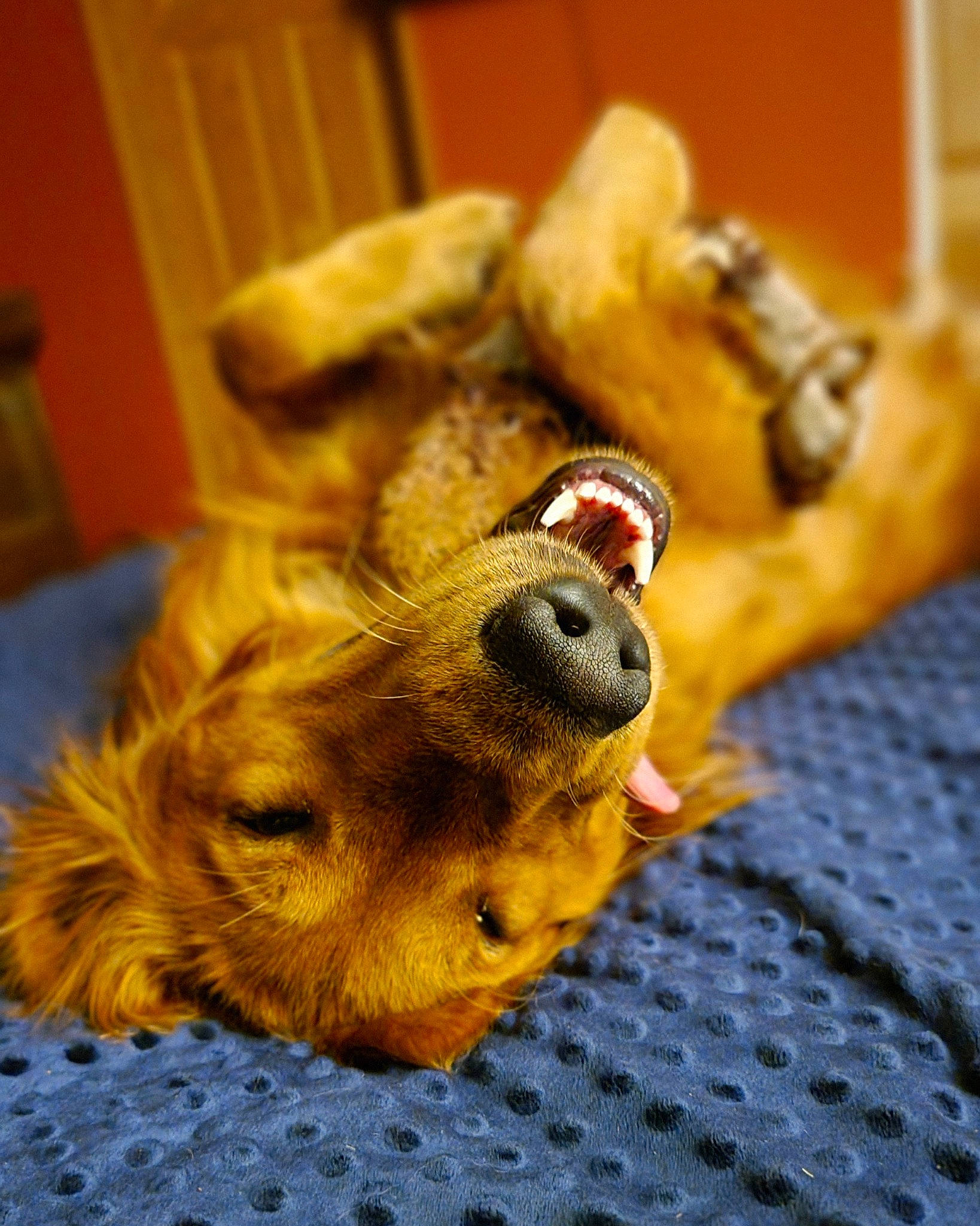 Weylin joined the competition — help win amazing prizes! canidae, carnivore, companion_dog, dog, dog_breed, fawn, felidae, flooring, fur, liver, paw, snout, sporting_group, stuffed_toy, tail, toy, toy_dog, whiskers, wood, working_animal