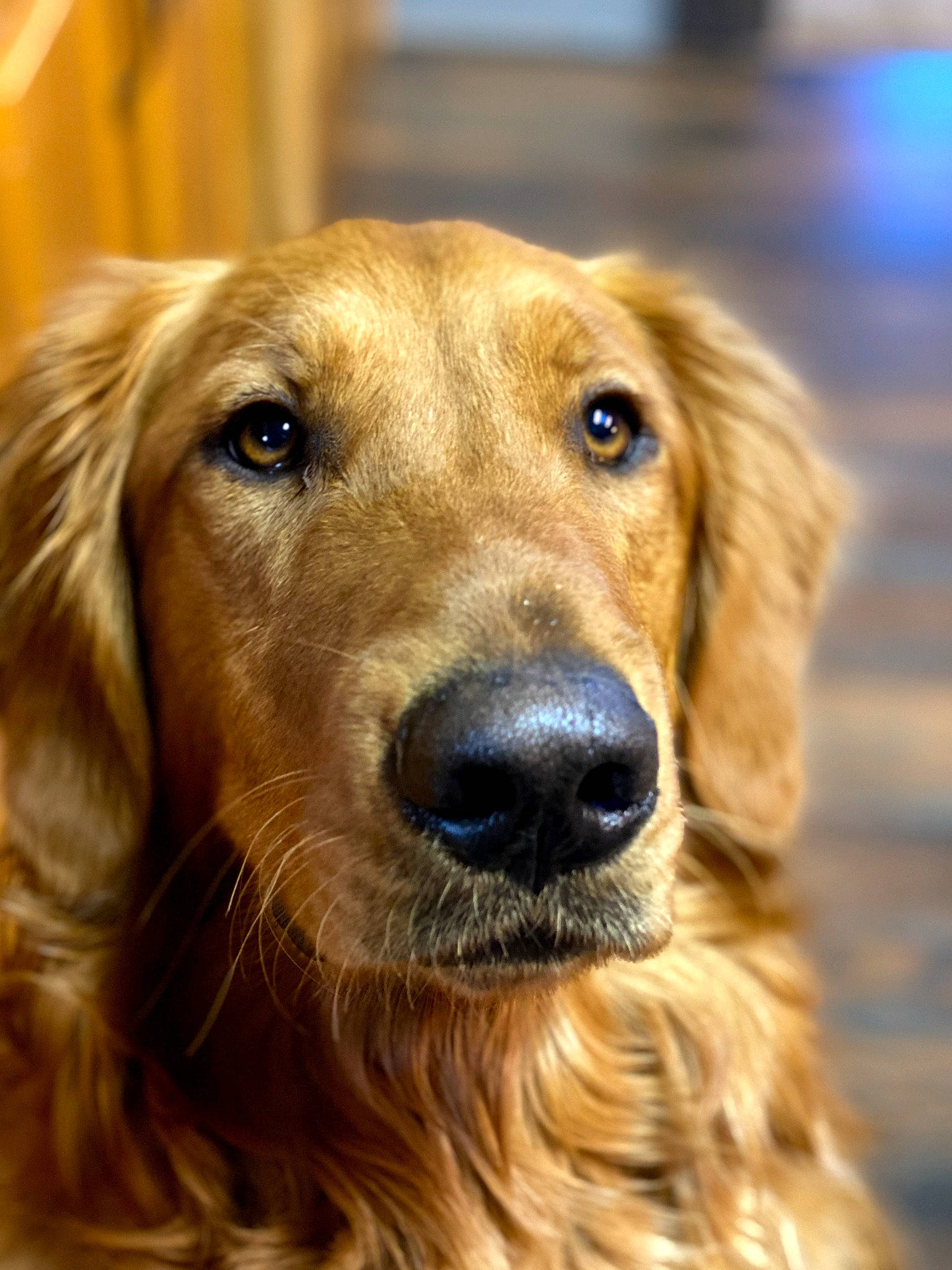 Weylin joined the competition — help win amazing prizes! canidae, carnivore, close_up, companion_dog, dog, dog_breed, event, fawn, fur, golden_retriever, gun_dog, liver, natural_material, retriever, snout, sporting_group, terrestrial_animal, whiskers, wildlife