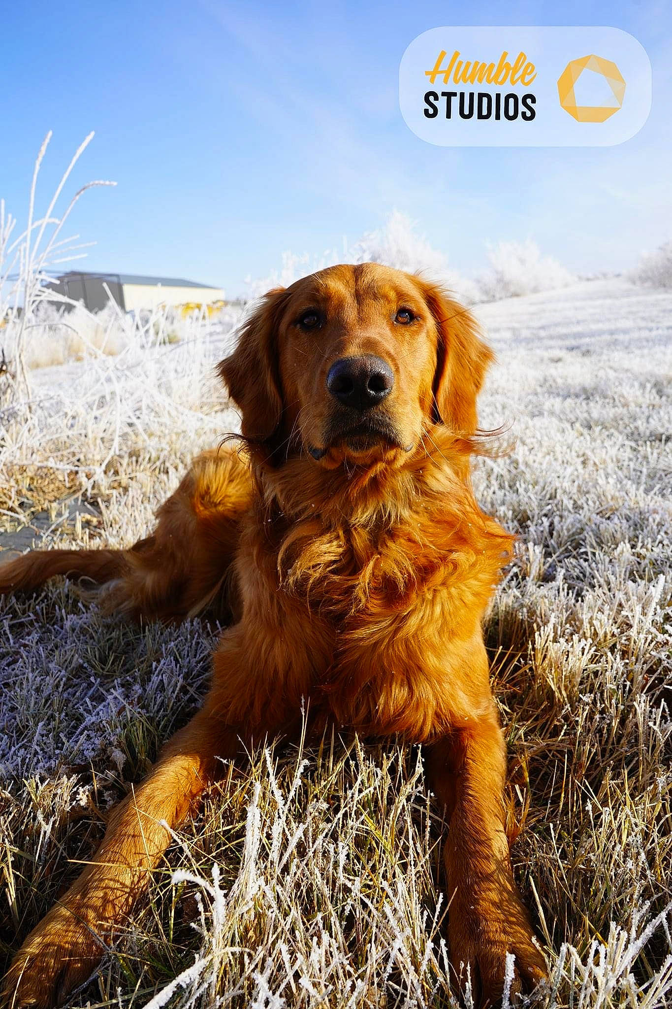 Weylin is registered to the contest to win money with this photo: canidae, carnivore, companion_dog, dog, dog_breed, fawn, grass, gun_dog, happy, landscape, liver, natural_landscape, people_in_nature, plant, prairie, retriever, sky, snow, sporting_group, wildlife