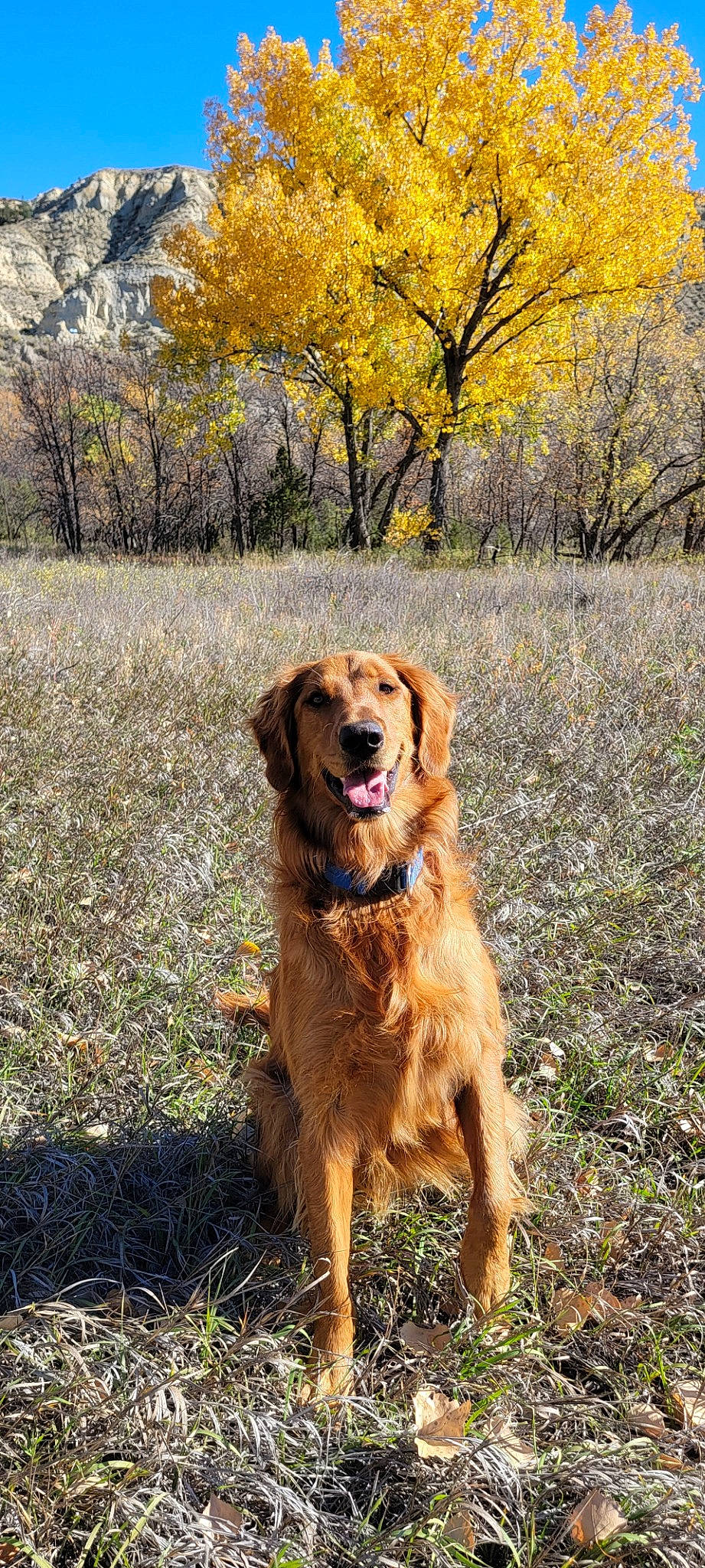 Weylin is registered to the contest to win money with this photo: autumn, canidae, carnivore, companion_dog, dog, dog_breed, fawn, fur, grass, gun_dog, landscape, natural_landscape, people_in_nature, plant, retriever, soil, sporting_group, tree, working_dog, yellow