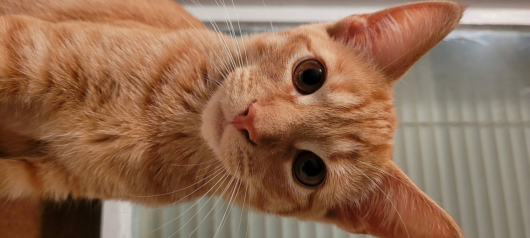 Dusty joined the competition — help win amazing prizes! carnivore, cat, claw, close_up, domestic_short_haired_cat, ear, fang, fawn, felidae, fur, nose, paw, small_to_medium_sized_cats, snout, terrestrial_animal, whiskers, window