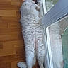 animal, cat, cozy, cute, domestic_cat, feline, fluffy, glass_door, home, indoor, pet, quiet, reflection, relaxed, resting, sleeping, stretched_out, white_cat, window, wooden_floor