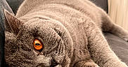 Uguette a rejoint le concours — aidez-le/la à gagner de superbes lots ! animal, cat, close_up, couch, cozy, cute, domestic_animal, feline, fur, gray_cat, home, indoor, lazy, mammal, orange_eyes, pet, portrait, relaxing, resting, whiskers