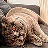 animal, cat, close_up, couch, cozy, cute, domestic_animal, feline, fur, gray_cat, home, indoor, lazy, mammal, orange_eyes, pet, portrait, relaxing, resting, whiskers