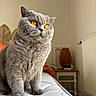 Uguette a rejoint le concours — aidez-le/la à gagner de superbes lots ! amber_eyes, animal, bedroom, cat, cozy, curious, domestic, feline, fur, furniture, grey_cat, home, indoor, lamp, mattress, pet, portrait, radiator, sitting, whiskers