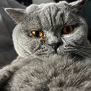 Uguette participe au concours pour gagner de l'argent avec cette photo : amber_eyes, animal, cat, close_up, closeup, cute, domestic_animal, face, feline, fluffy, fur, gray_cat, indoor, looking, mammal, pet, portrait, relaxed, soft_texture, whiskers