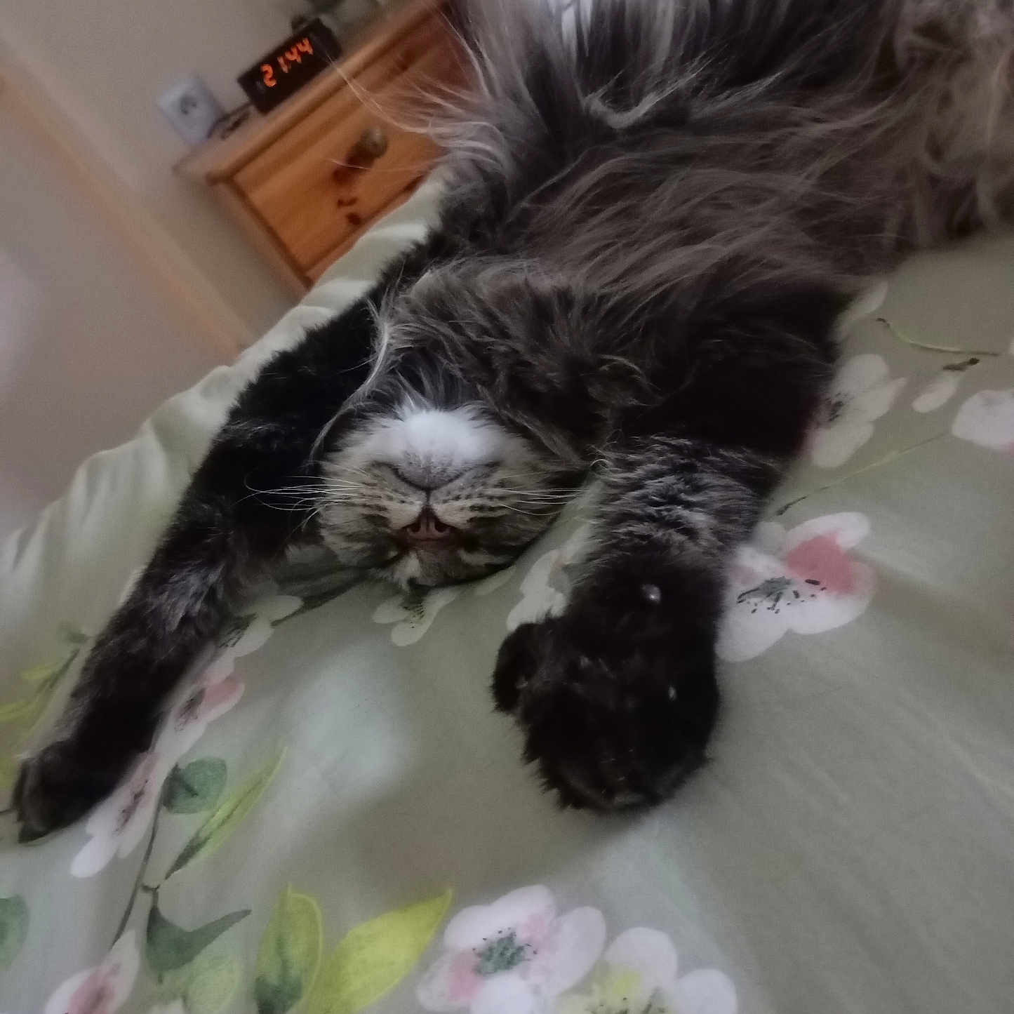Humé participe au concours pour gagner de l'argent avec cette photo : animal, bedroom, bedspread, cat, cozy, cute, digital_clock, floral, fluffy, fur, furniture, gray, indoor, nightstand, paws, pet, resting, sleeping, stretching, whiskers