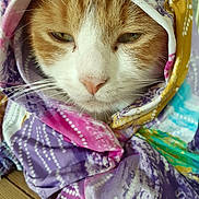 Loulou a rejoint le concours — aidez-le/la à gagner de superbes lots ! cat, orange_cat, white_cat, animal, pet, fur, whiskers, face, close_up, wrapped, fabric, patterned_cloth, colorful, purple, pink, yellow, blue, indoor, cozy, sleepy