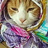 cat, orange_cat, white_cat, animal, pet, fur, whiskers, face, close_up, wrapped, fabric, patterned_cloth, colorful, purple, pink, yellow, blue, indoor, cozy, sleepy