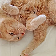 Némo a rejoint le concours — aidez-le/la à gagner de superbes lots ! adorable, animal, bed, cat, close_up, cute, domestic_cat, feline, fur, indoor, lying_down, orange_tabby, paw, pet, relaxed, resting, sleepy, soft, whiskers, white_sheet
