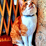 Canelle a rejoint le concours — aidez-le/la à gagner de superbes lots ! animal, cat, closeup, collar, curious, cute, domestic_cat, feline, floor_tile, fur, indoor, looking_up, orange_cat, pet, portrait, sitting, textured_wall, whiskers, white_cat, wooden_lattice