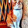 animal, cat, closeup, collar, curious, cute, domestic_cat, feline, floor_tile, fur, indoor, looking_up, orange_cat, pet, portrait, sitting, textured_wall, whiskers, white_cat, wooden_lattice