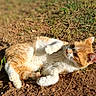 Canelle participe au concours pour gagner de l'argent avec cette photo : animal, cat, cute, daylight, dirt, ears, feline, fur, grass, lying_down, mammal, nature, orange_cat, outdoor, paws, pet, relaxed, sunlight, whiskers, white_cat